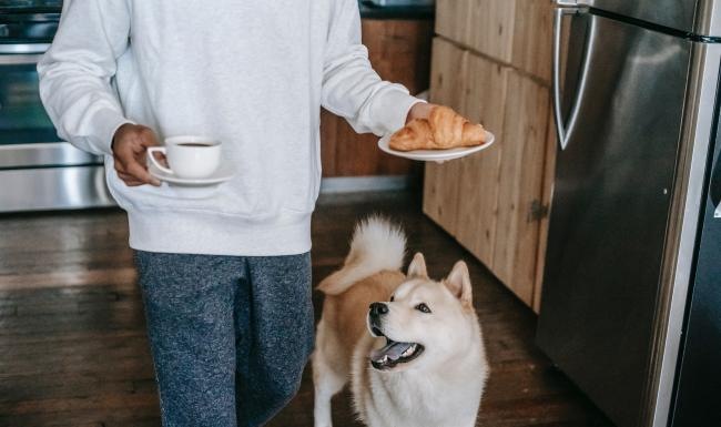 We're a pet-friendly community a dog and a person holding a plate of food