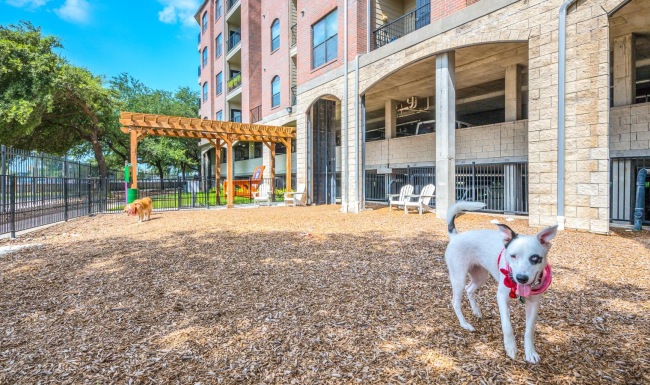 a dog standing in a yard